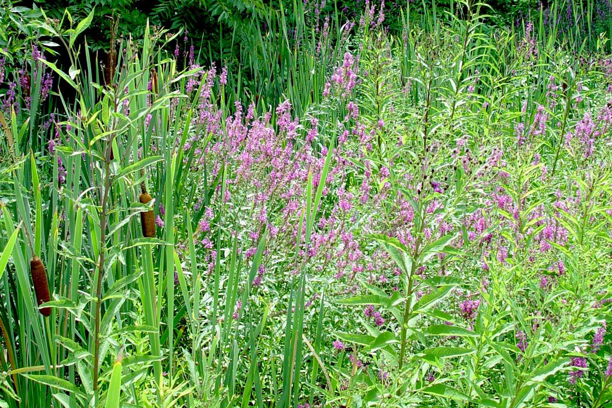 Purple loosestrife