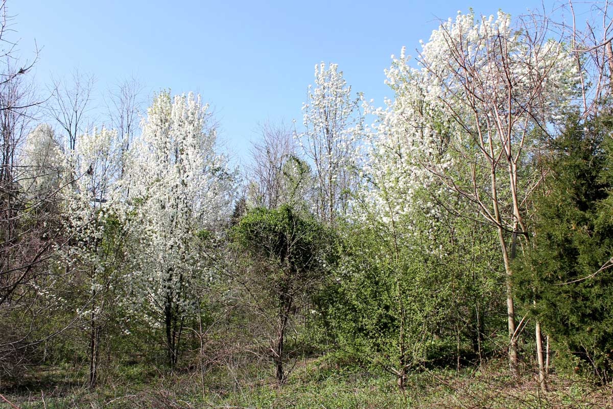 Callery flowering pear trees seeded in a natural area