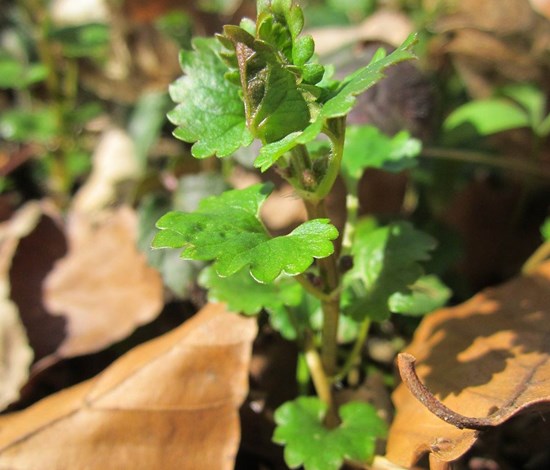 Ground ivy Glechoma Hederacea