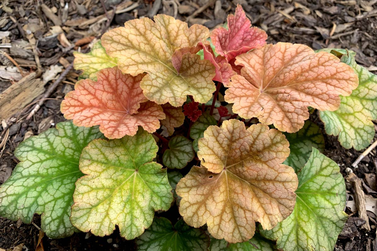 Coralbells 'Changeling'