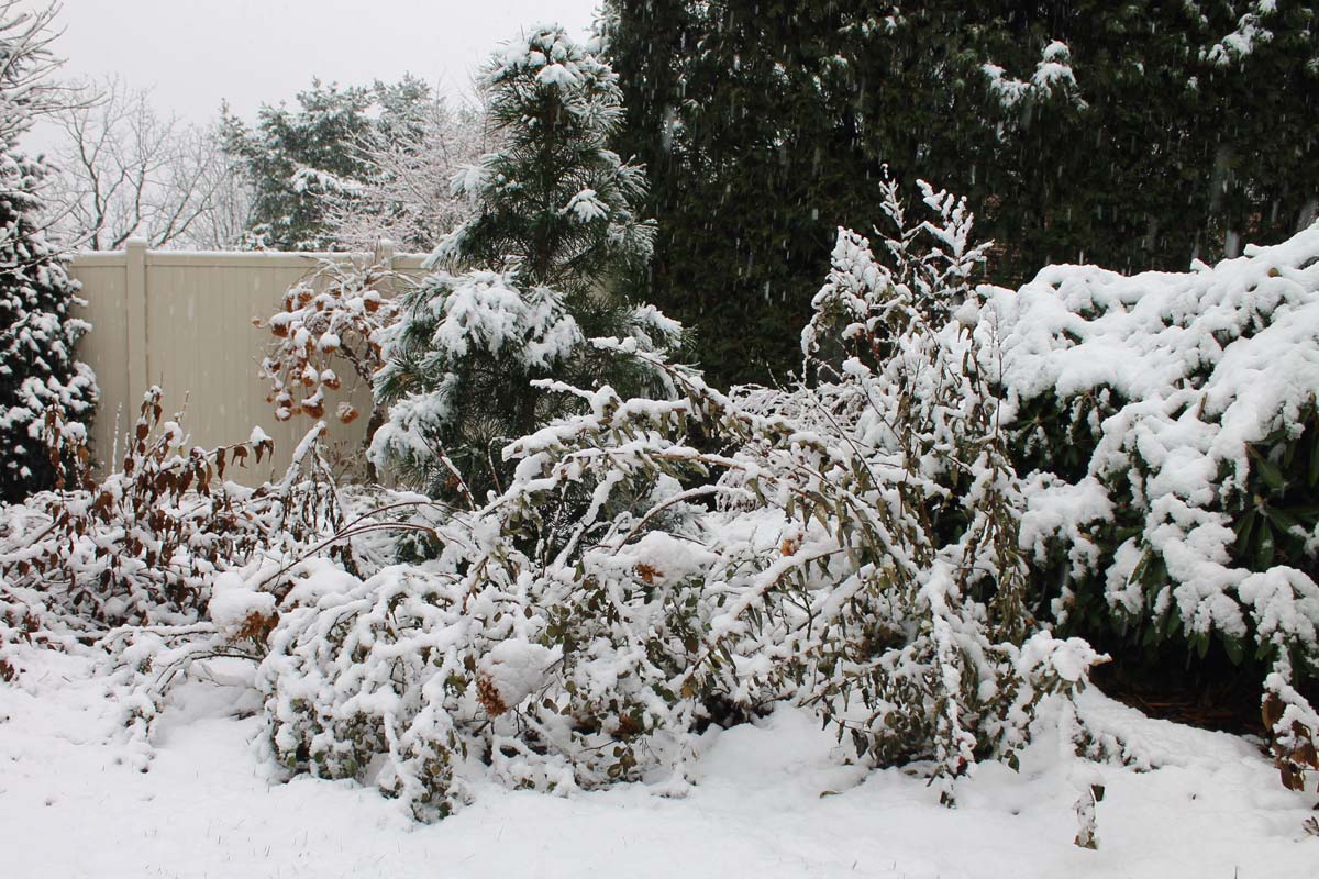 Shrubs sagging under snow