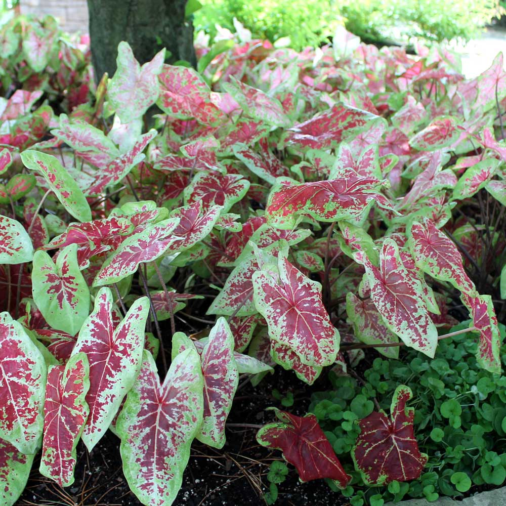 Caladiums are a frost-tender tropical tuber
