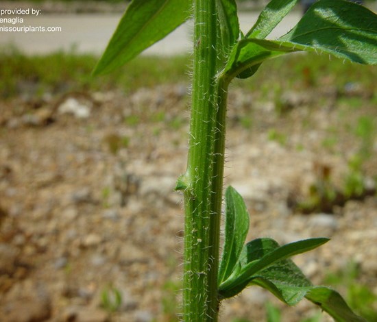 fleabane
