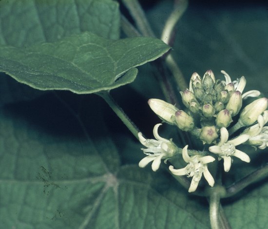 Honeyvine milkweed