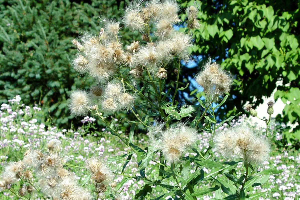 Thistle gone to seed.
