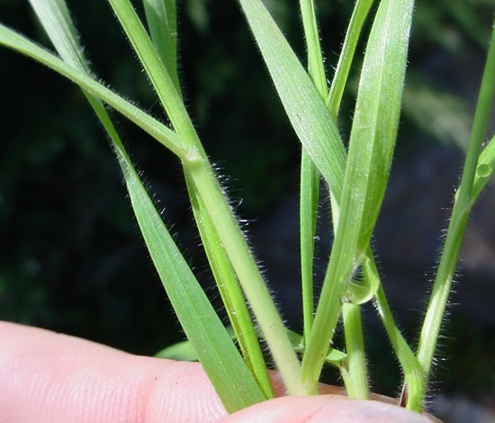 cheatgrass