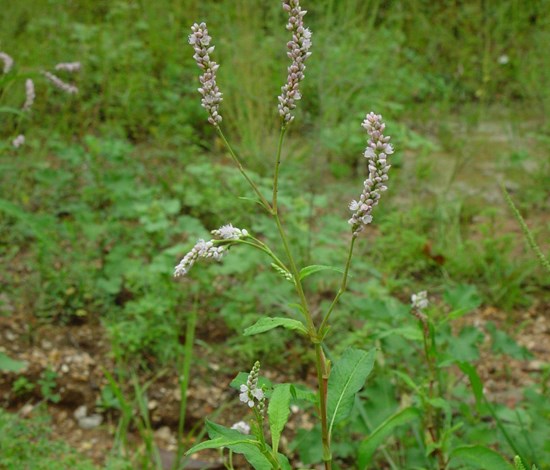 Pennsylvania smartweed