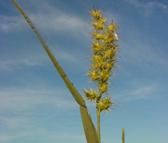 sandbur