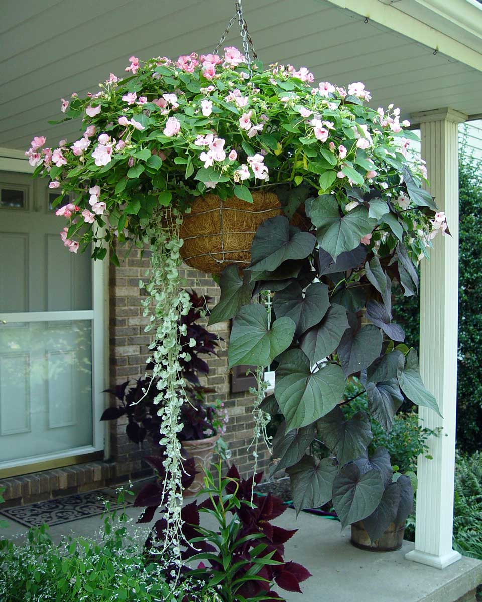 Hanging basket with impatiens and sweet potato vine