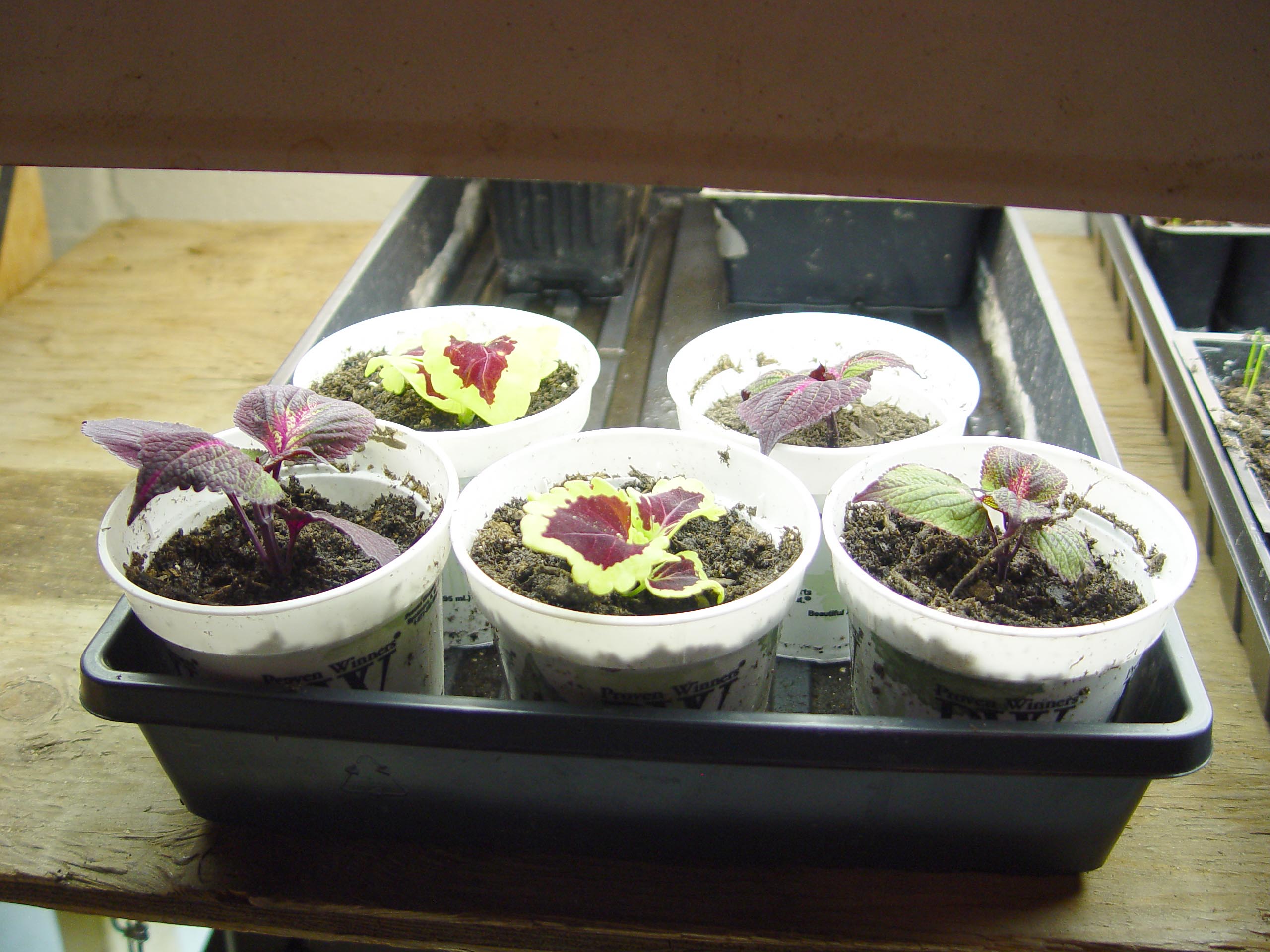 Coleus perilla cuttings