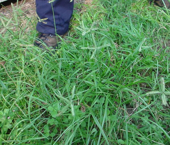 Crowfootgrass