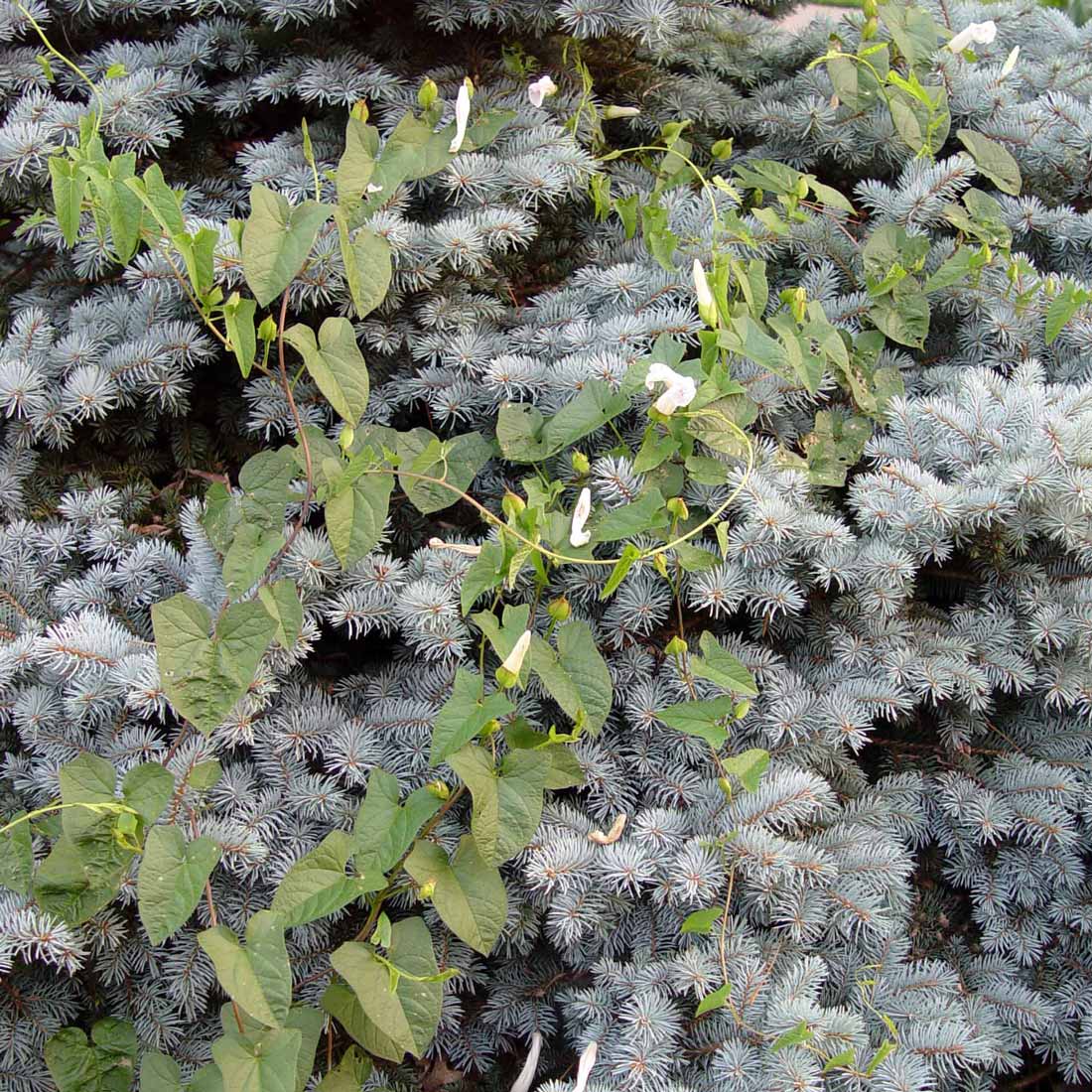 Field bindweed in spruce