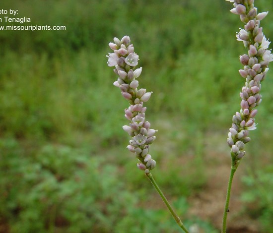 Pennsylvania smartweed flowers close