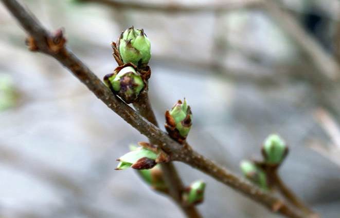 Unopened flower buds on a lilac