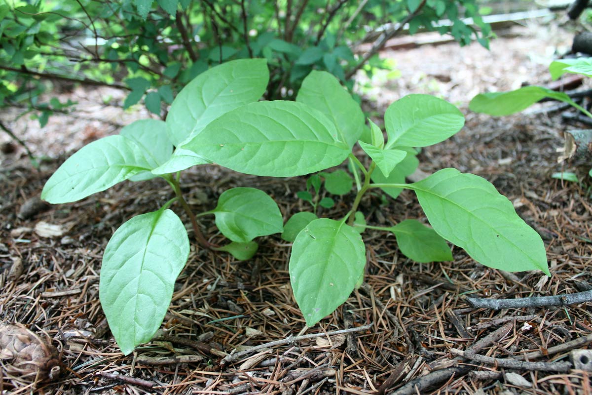 Newly germinated pokeweed seedlings