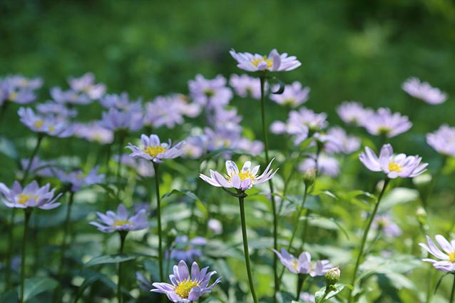 Japanese aster ‘Blue Star’ has 1 ½-inch light blue flowers throughout summer.