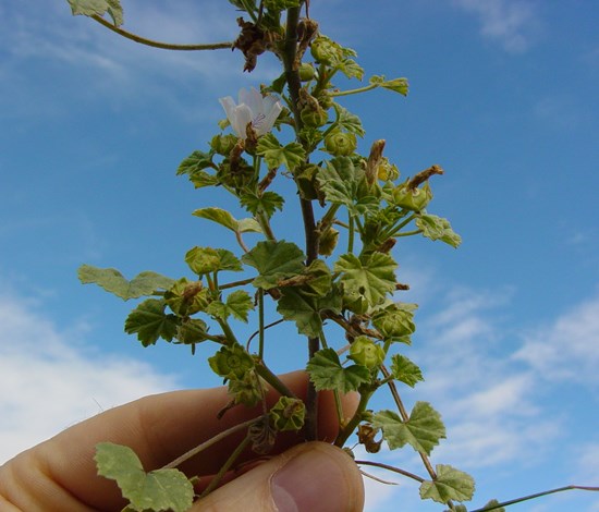Common mallow weed