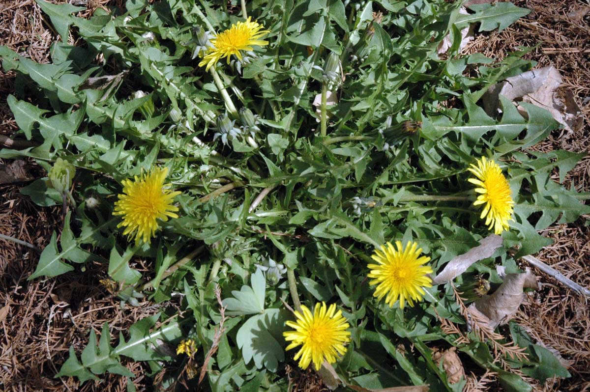 Dandelion (Taraxacum officinale)