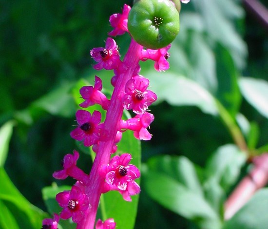 pokeweed flowers berry