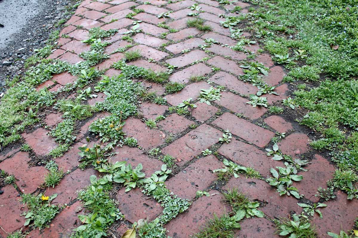 Weeds sprouted in cracks of a brick sidewalk