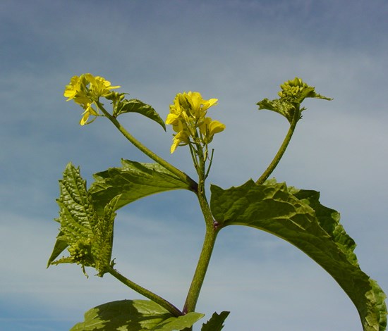 wild mustard flowerhead