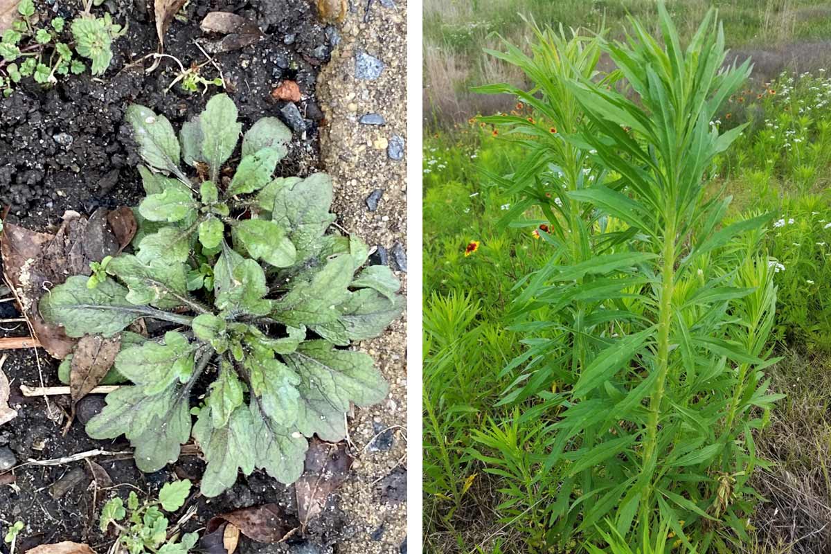 Marestail weed rosette and stalk