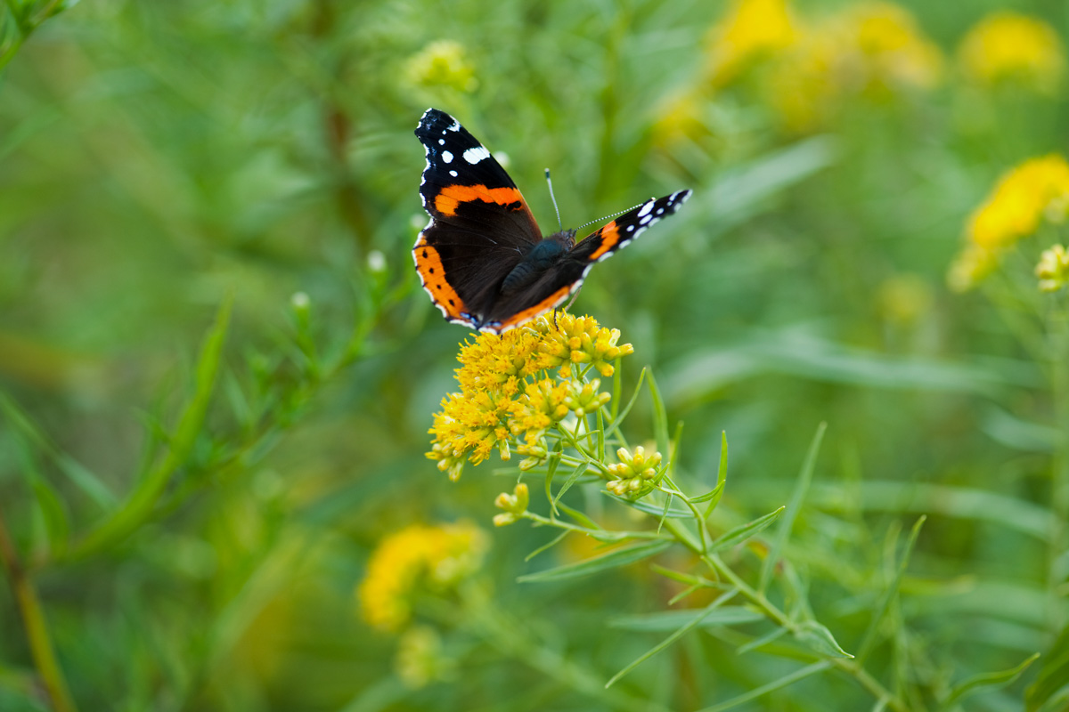 Red Admiral on Goldenrod