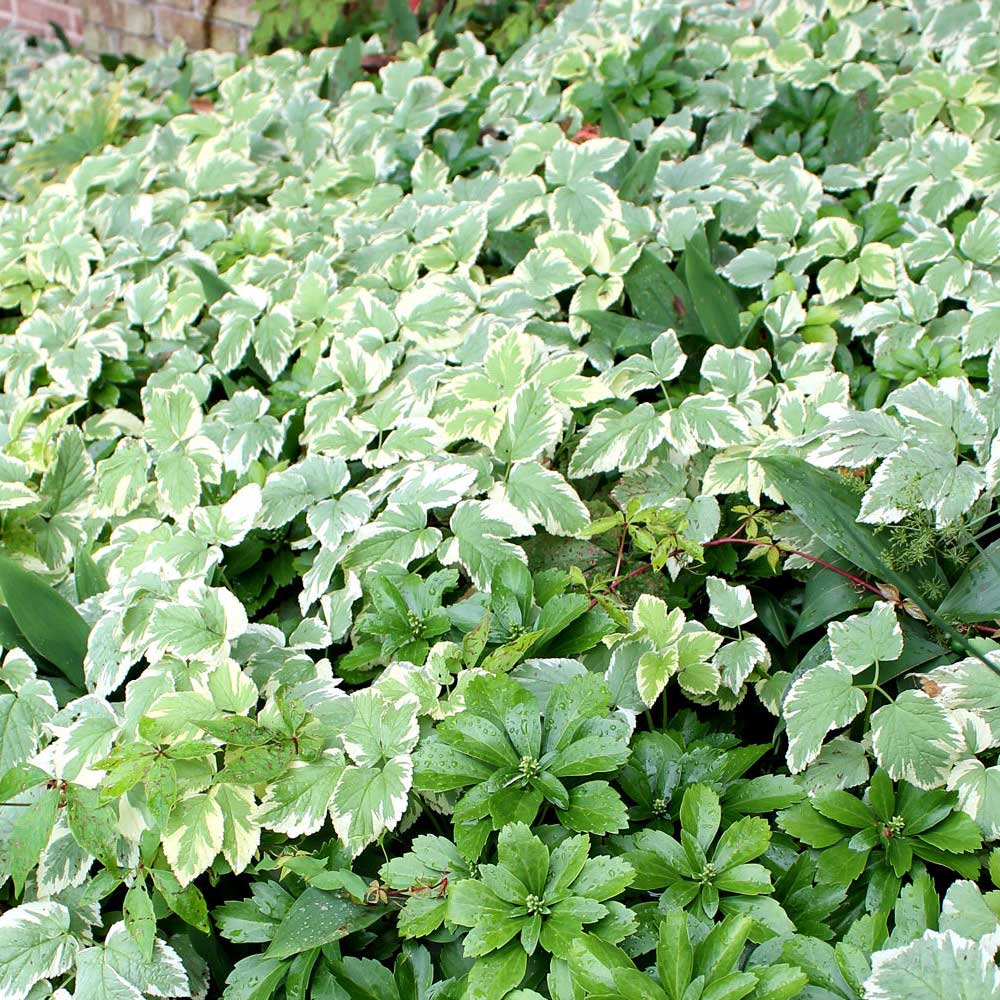 Variegated bishop's weed planted next to Japanese pachysandra