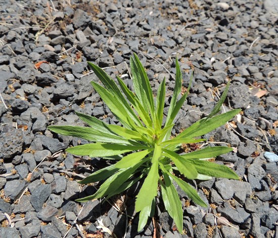 Conyza Canadensis, marestail, leaves