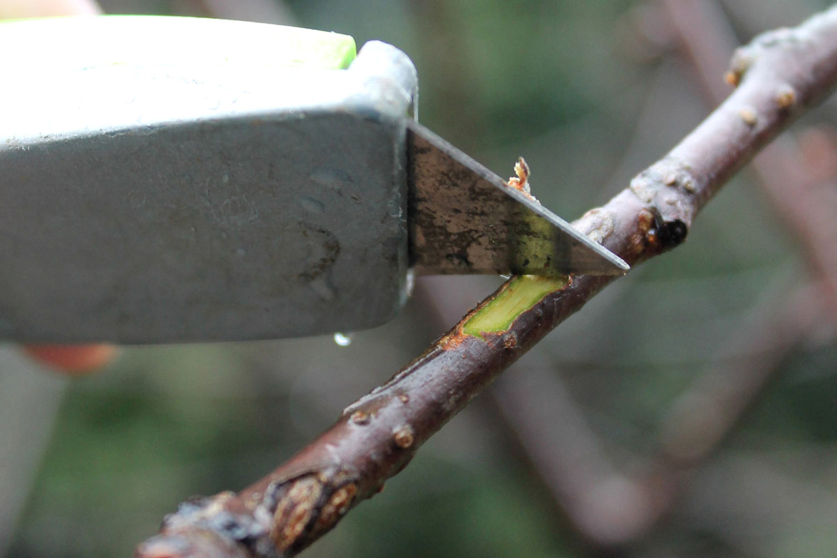 Scraping a branch to check for green