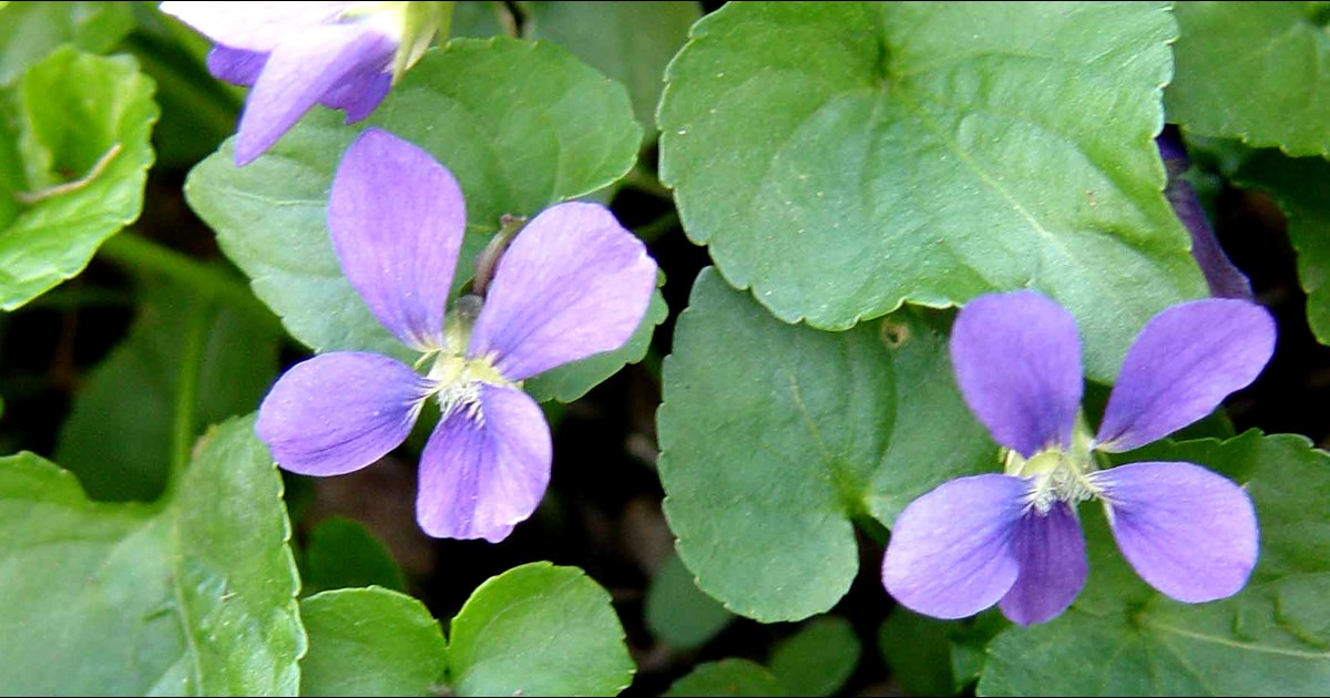 How to Control Wild Violets