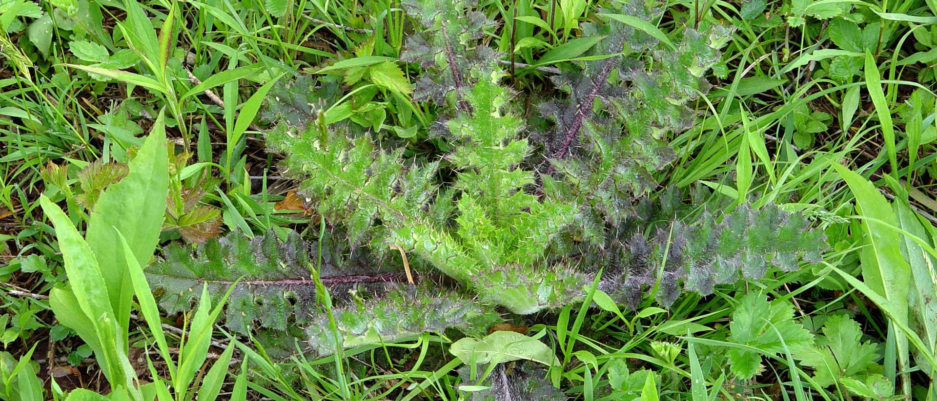 Thistle rosette in a weedy patch.