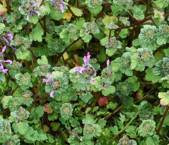 Lamium Amplexicaule, henbit plant with flowers top view