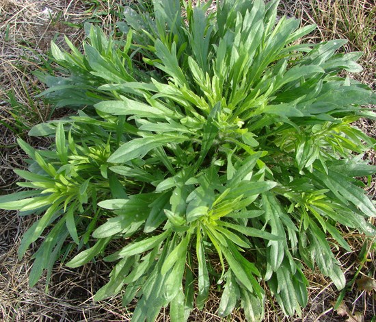 Conyza Canadensis, marestail, plant leaves in bolting phase