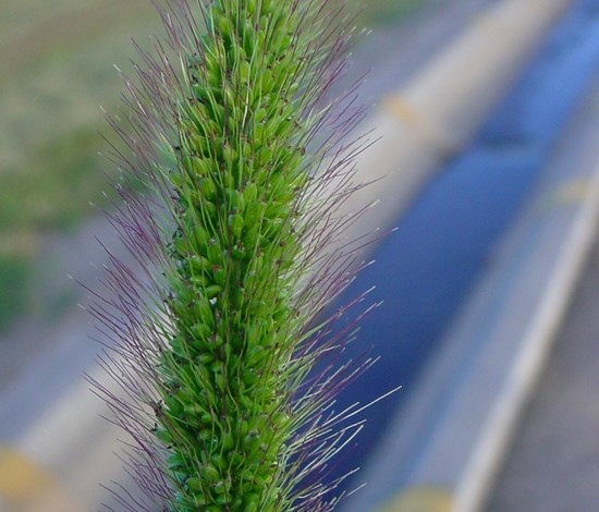 Green foxtail