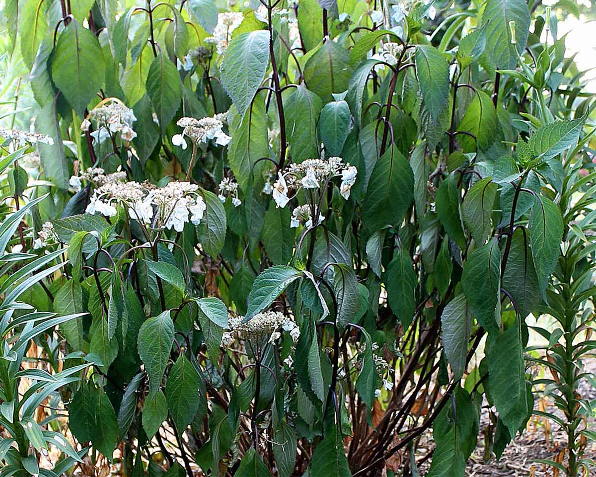 Wilting hydrangea