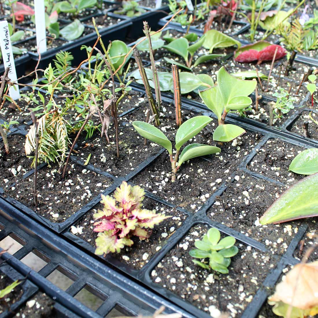 Plant cuttings rooting in soil