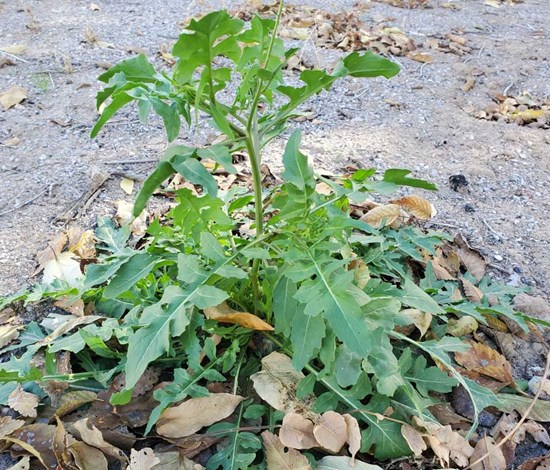 London rocket young plant