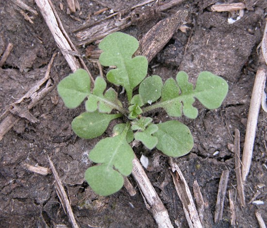 shepherd's purse seedling
