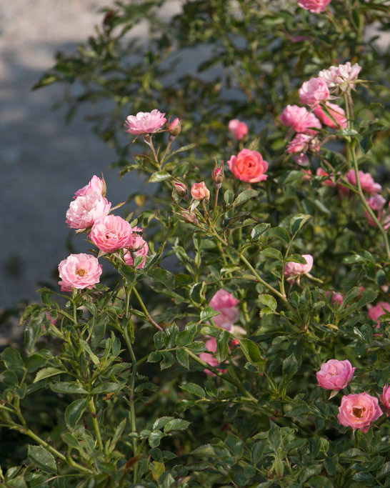 Oso Happy Petit Pink dwarf shrub rose