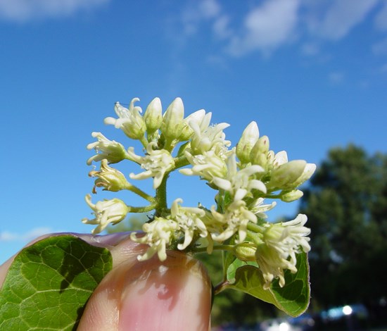Honeyvine milkweed flower close