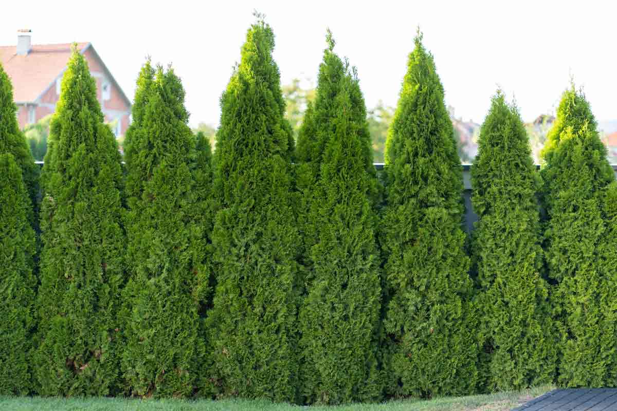 Arborvitae Hedge Freemixer