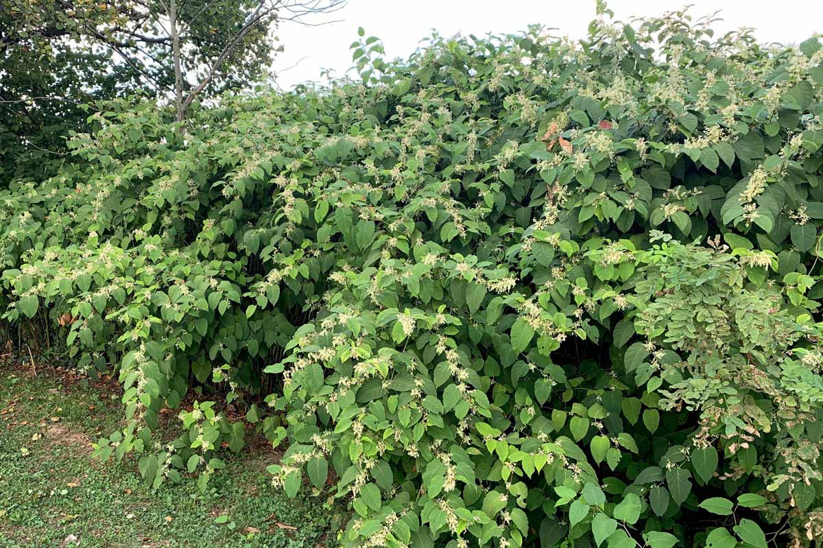 Japanese knotweed