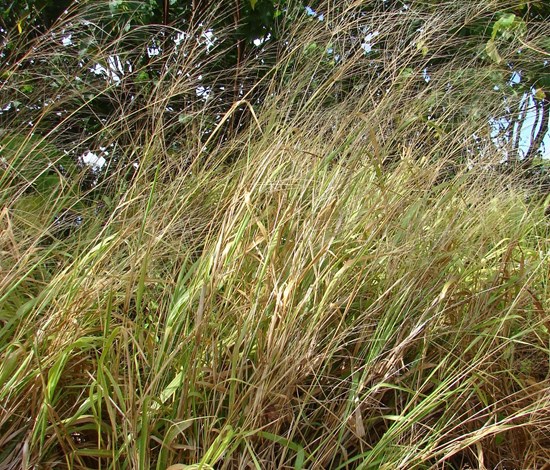 guineagrass