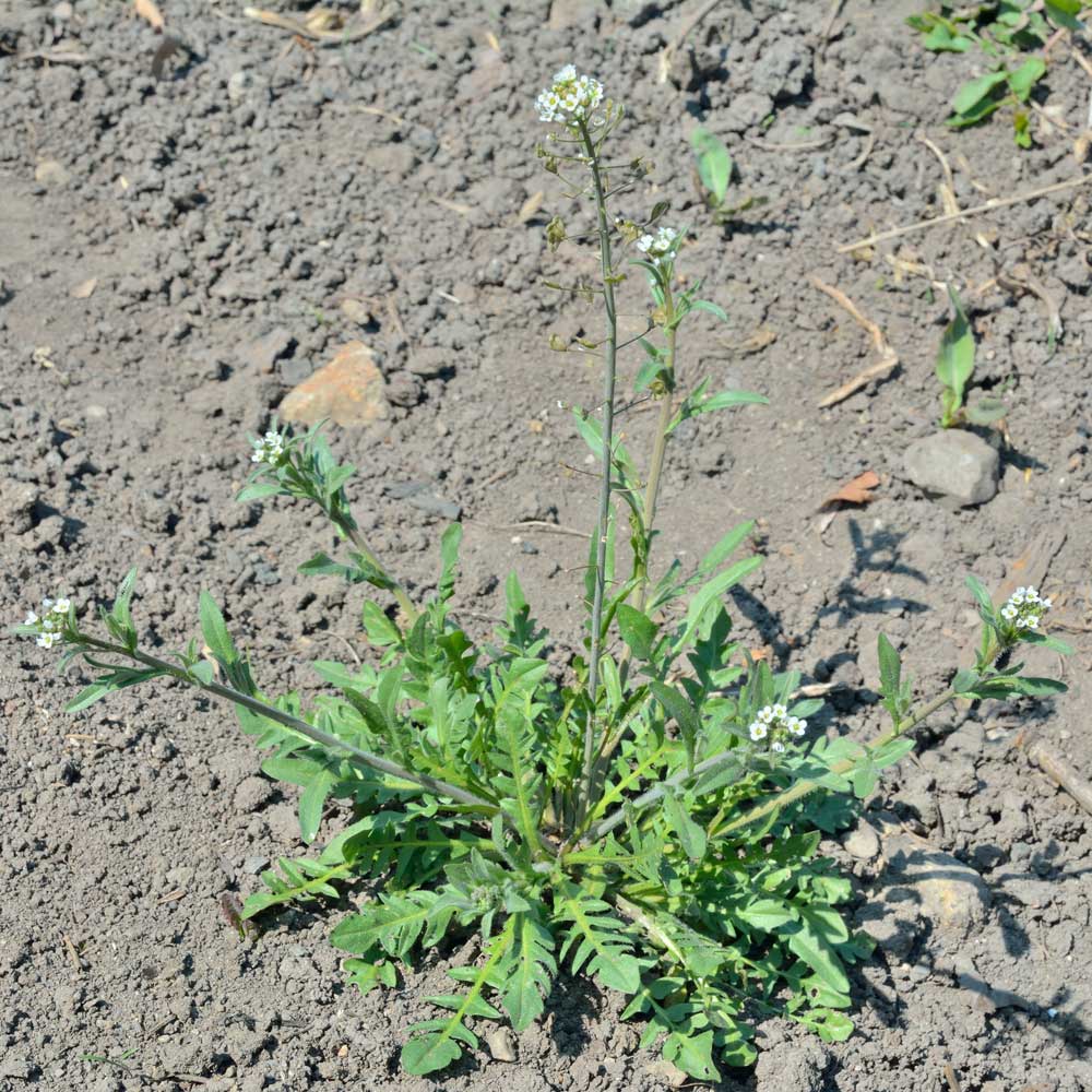 Shepherd's purse full plant