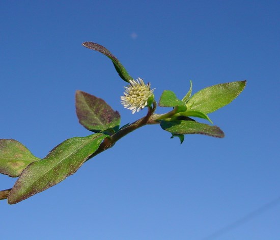 Eclipta