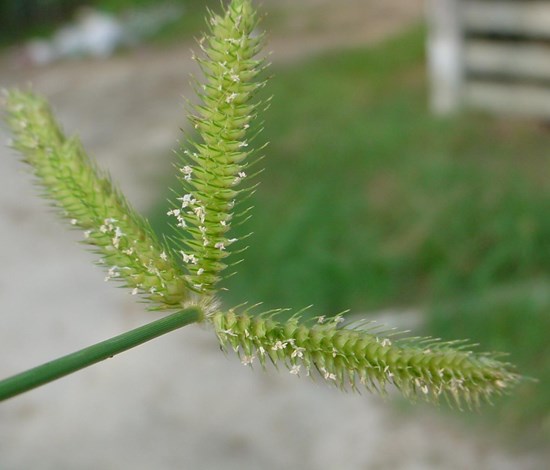 Crowfootgrass flowerhead