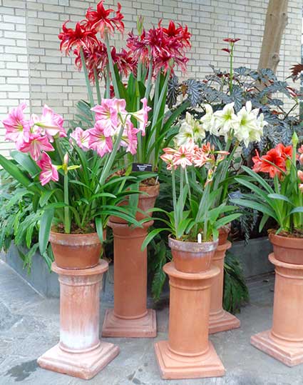 Flowers in containers.