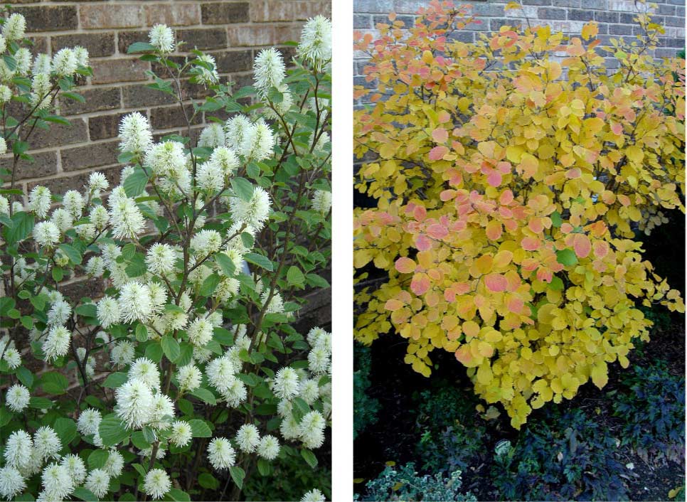 Fothergilla in summer and fall