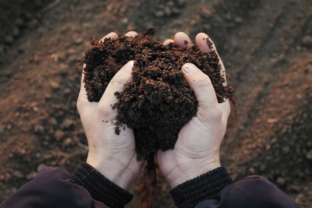 Soil in hands